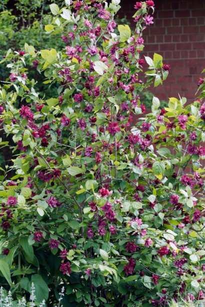 Каликант Хартледж Вайн солитер